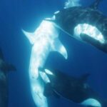 Killer whale pod develops brutal hunting strategy to take on world's biggest shark – 'It's spectacular behaviour'