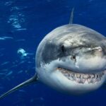 Science Quiz: What Do You Know About Sharks, the Ocean's Legendary Inhabitants?