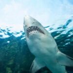 Florida Museum Says Shark Attacks Declined Worldwide Last Year