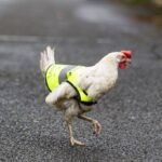 Chicken gets her own hi-vis jacket to help cross the road