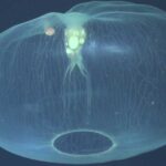 Otherworldly video captures rare jellyfish with companion in its bell