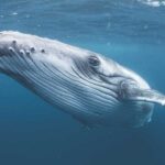 Male humpback whale crosses three oceans for sex, inadvertently breaking distance record for species