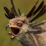 Dramatic photo captures moment giant bird closes hidden third eyelid to snatch locust out of air
