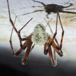 'Zombie' Spiders Infected With Unseen Fungus Found in Ruined Irish Castle