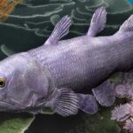 The remains of a 380-million-year-old giant fish have been found in Australia. Its 'living fossil' descendant, the coelacanth, is still alive today.