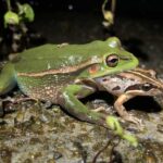 'It's risky out there for male frogs': Female frog drags and tries to eat screaming male