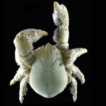 Hoffa's crab: a hairy-chested crustacean that grows bacteria on its hairs.