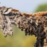 Watch heartbreaking photos of a 'bumpy' giraffe in South Africa with a viral disease that is rare in the tall animals.