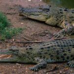 Crocodiles are overheating due to climate change, and it is changing their behavior