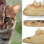 The world's smallest cat was a palm-sized cat that lived in China 300,000 years ago.