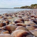 Thousands of gun jellyfish washed up on shore after infesting North Carolina's Outer Banks