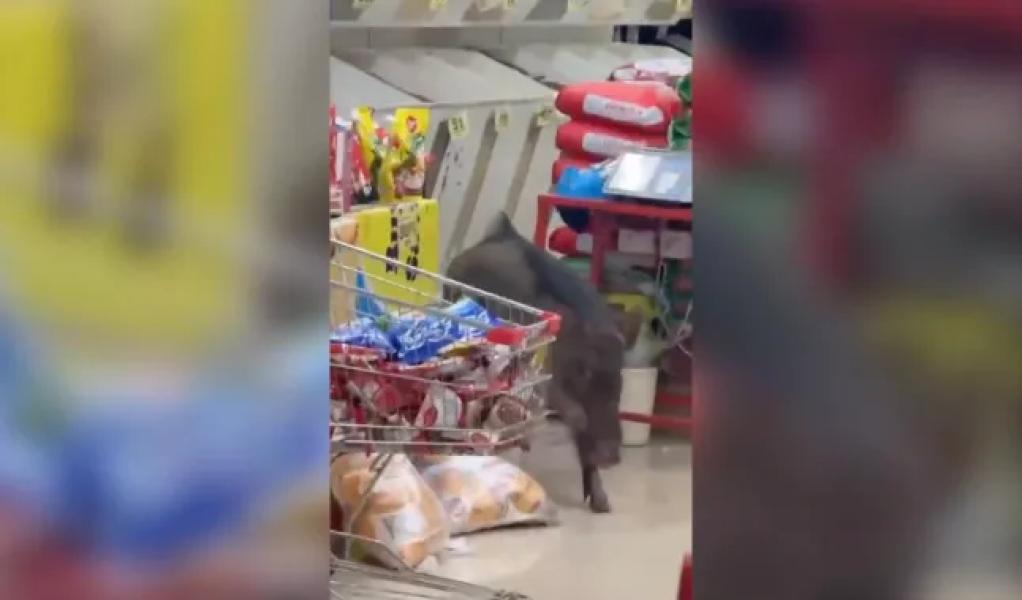 Wild boar on the loose inside supermarket store in Kerala, India, on December 24 2024. Release date December 27 2024. Chaotic video shows a WILD BOAR which snuck into a supermarket - and jumps on shopping displays. Super Point Hypermarket in Kerala, India got a surprise visitor on December 24 - a wild boar. Hilarious video, released by Kahangad Fire and Rescue, shows the animal wandering around the store. It can even be seen hopping over aisles and jumping on displays.