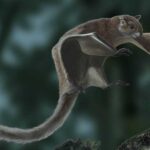 5-million-year-old tooth from Tennessee belongs to a flying squirrel the size of a house cat