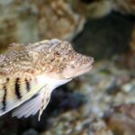 Northern Sea Robin: A strange fish with crab-like legs that it uses to probe the seabed