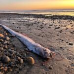 Creepy fish washes up on beach and sparks chilling theory