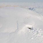 Watch polar bear cubs emerge from their winter den for the first time in Svalbard