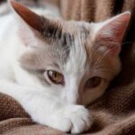 Two 'indoor only' cats in Michigan contract bird flu, presumably from their owners