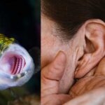 Scientists have discovered that our outer ears may have evolved from the gills of ancient fish