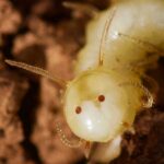 Moroccan fly larva uses fake face on its butt to infiltrate termite colony