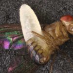 Parasitic 'horror' wasp found in Mississippi backyard, bursting out of fly's abdomen like an 'alien' xenomorph