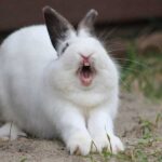 Rabbits may have an unexpected source of calcium – eating their own teeth