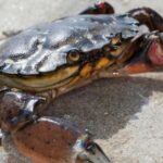 Do crabs feel pain?