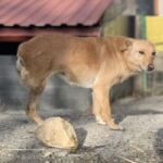 Adorable dog with three legs breaks hearts as ‘no one wants her’