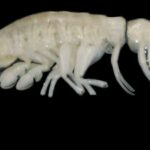 A large, ghostly white crab-like predator has been discovered at the bottom of the Atacama Basin.