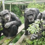 'Contagious' urination may have deep evolutionary roots, chimpanzee study suggests