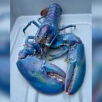 One of 100 million 'cotton candy' lobsters caught off New Hampshire coast alive and well in aquarium