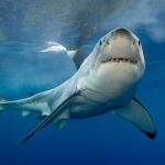 Sharks: Facts About Some of the Ocean's Top Predators