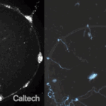 Scientists implant disco 'strobe lights' into jellyfish to see how they function without brains