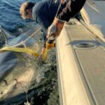 Massive male great white shark tagged and released off Florida coast in new video