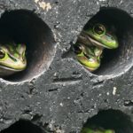 Fungus is wiping out frogs. These tiny saunas could save them.