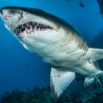 Scientists study bloody wounds left after mating to reveal details of sharks' secret sex lives