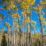 Pando: The World's Largest Tree and Heaviest Living Organism