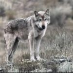 Yellowstone's 'wolf queen' was killed by a rival pack after living 11 years and giving birth to 10 litters of puppies