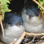 Little rogue penguins often breed, and other breeding secrets revealed