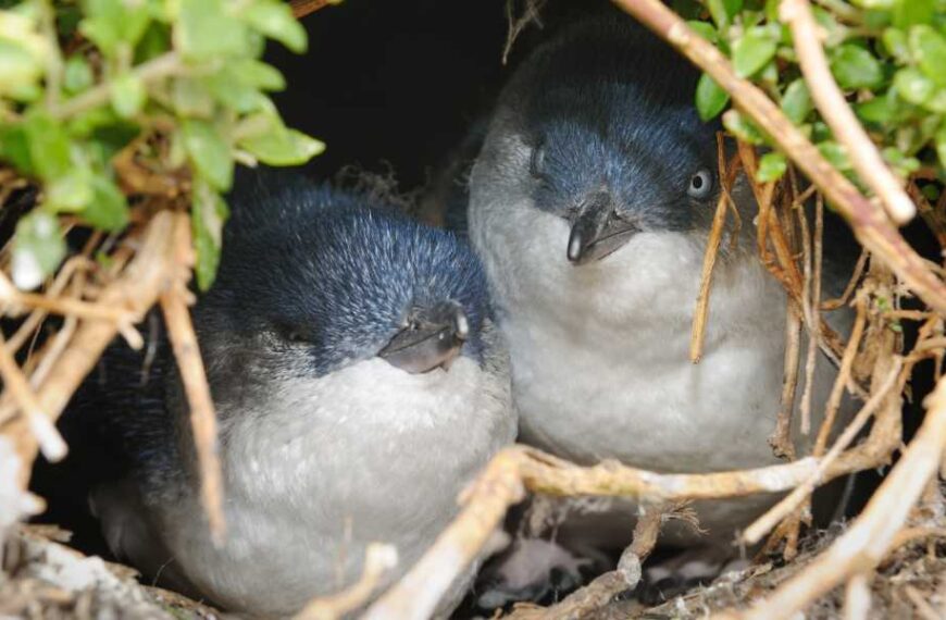 Little rogue penguins often breed, and other breeding secrets revealed