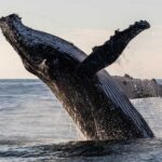 Whales: Facts About the Largest Animals on Earth