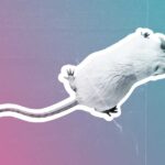 'Let's just study males and keep it simple': How excluding female animals from research held back neuroscience and could do it again