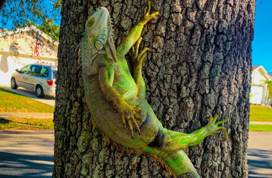 Why do iguanas fall out of trees in Florida?
