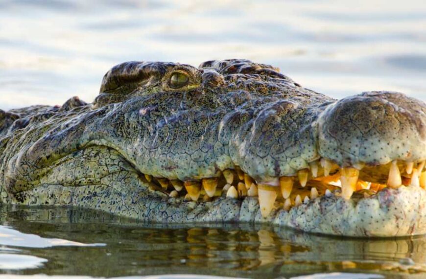 Giant crocodile Henry, who fathered 10,000 babies, celebrates 124th birthday