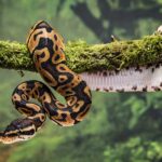 Snakes: Facts About One of the Most Iconic Creatures – Animal History