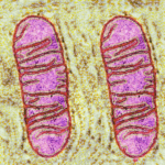 POLG diseases: Rare genetic diseases that rob cells of energy and affected the late Prince of Luxembourg