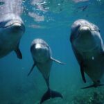 Dolphins: Facts About the Intelligent Marine Mammals That Use Tools to Hunt