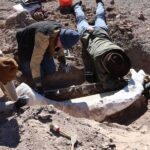 Rare Mammoth Tusk Found on West Texas Ranch