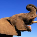 Elephant Quiz: Test Your Intelligence with the World's Largest Land Animal