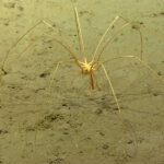 Watch as giant deep-sea spiders crawl along the floor of the subantarctic sea.