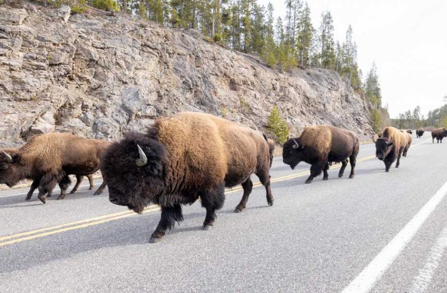Yellowstone's famed bison herds reunite after 100 years of wandering the park